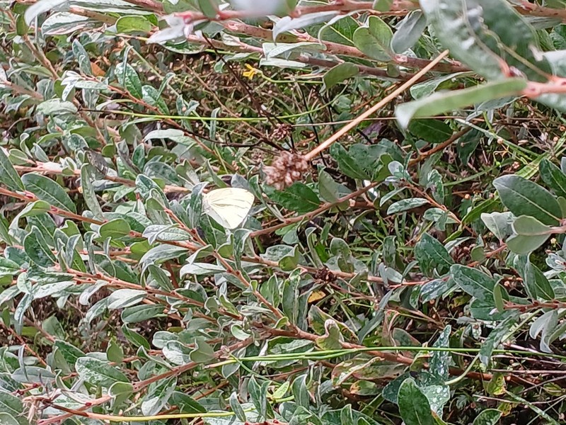 Creeping Willow photo 3