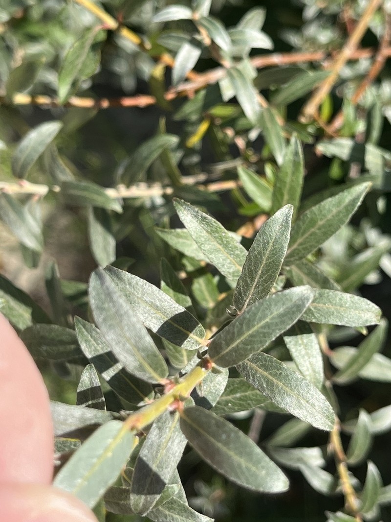 Creeping Willow photo 4