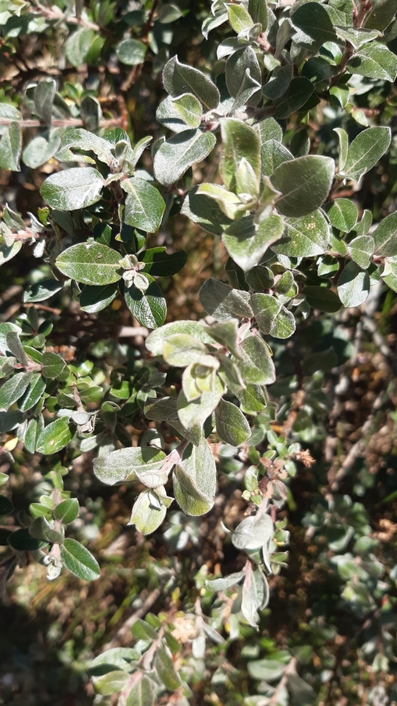 Creeping Willow photo 5