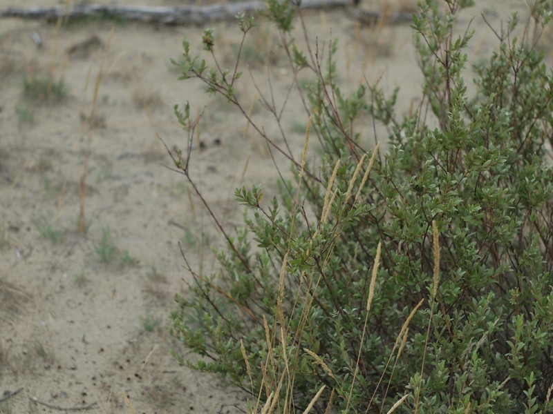 Creeping Willow photo 6
