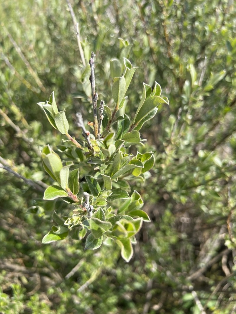 Creeping Willow photo 7