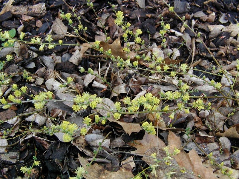 Creeping Willow