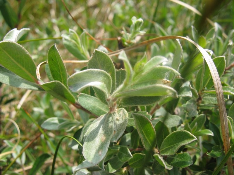 Creeping Willow photo 2