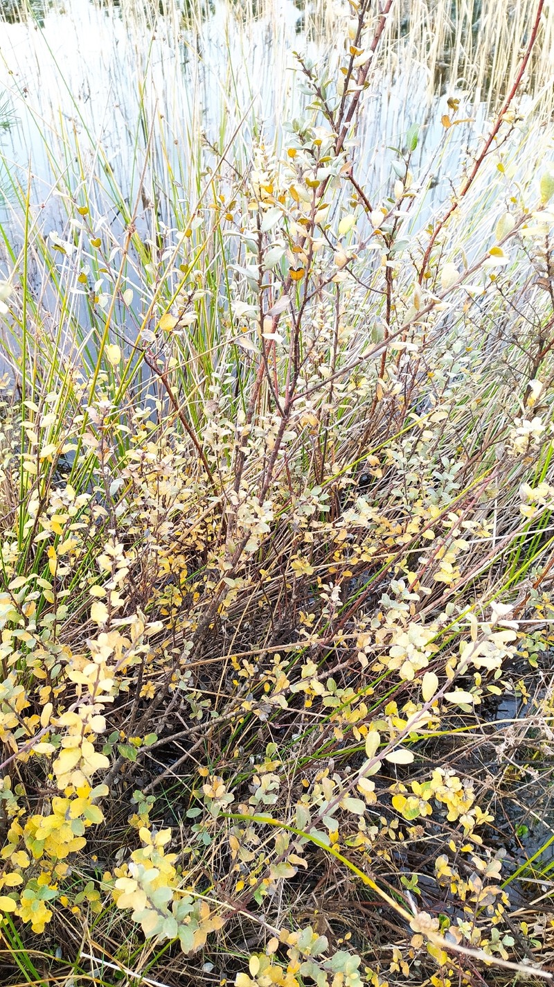Salix repens subsp. argentea