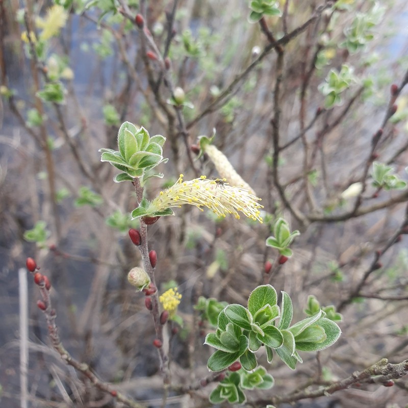 Salix repens subsp. argentea photo 2