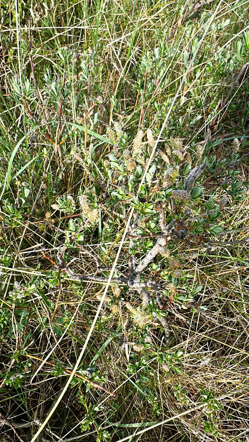 Salix repens subsp. argentea photo 3