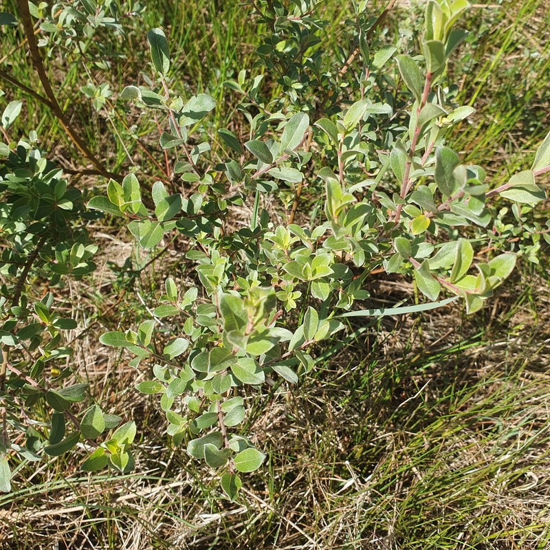 Salix repens subsp. argentea photo 4