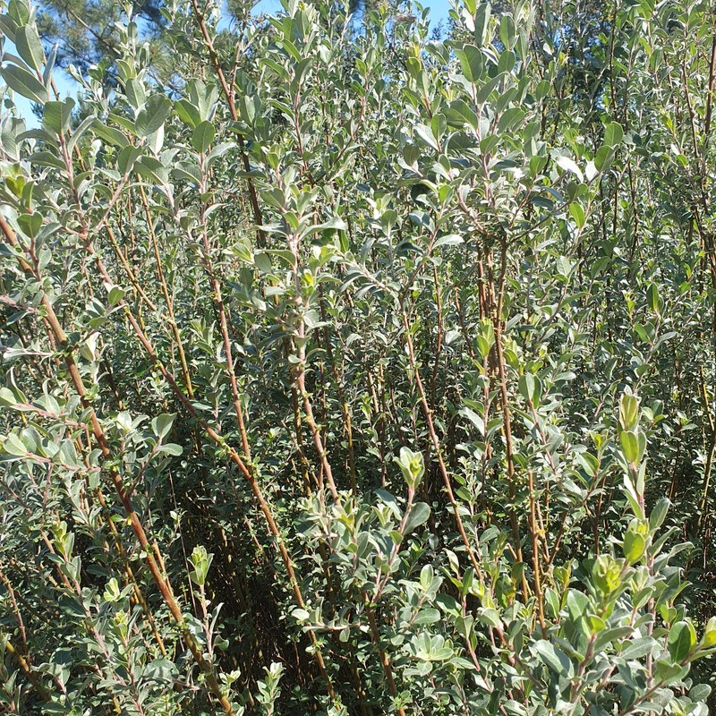 Salix repens subsp. argentea photo 5