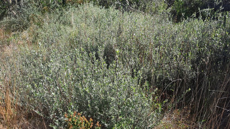 Salix repens subsp. argentea photo 6