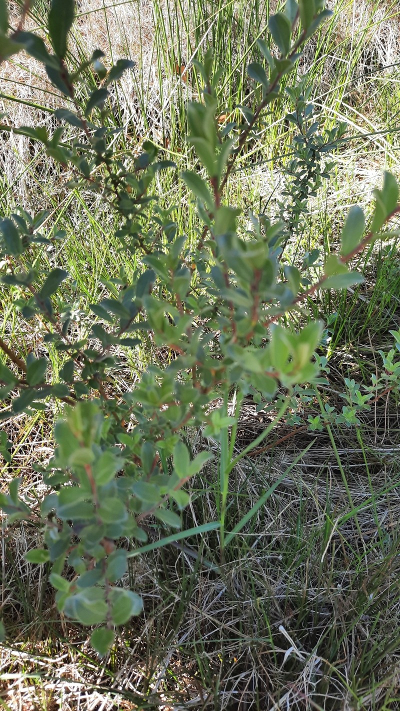 Salix repens subsp. argentea photo 7