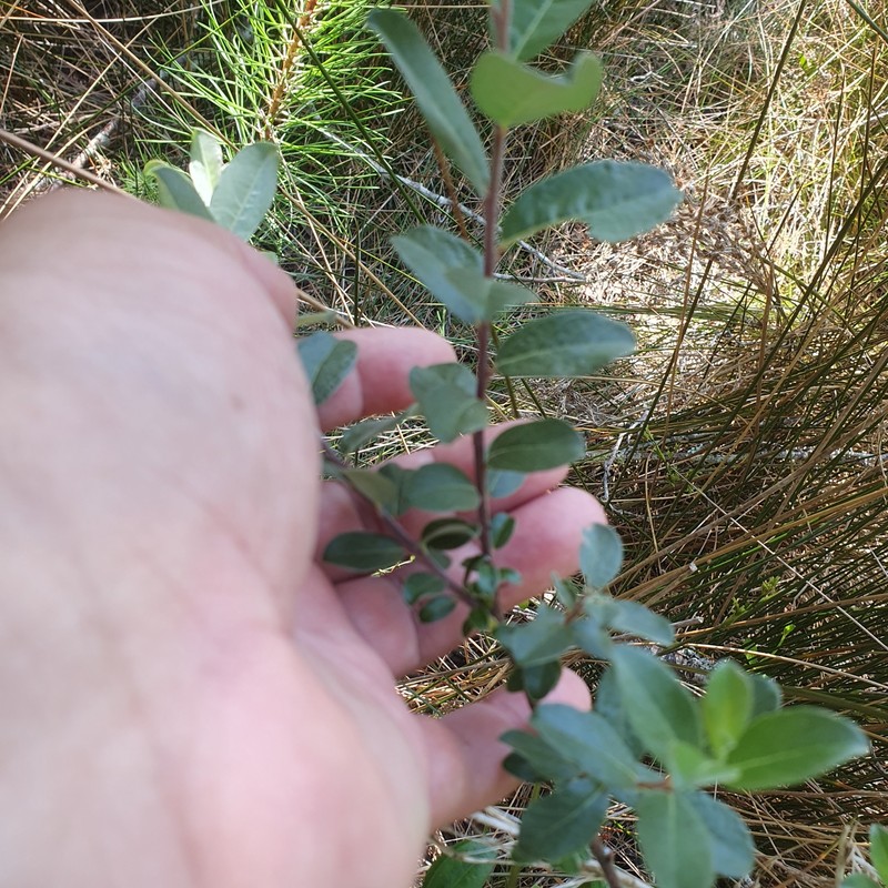 Salix repens subsp. argentea photo 8