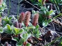 Salix reptans