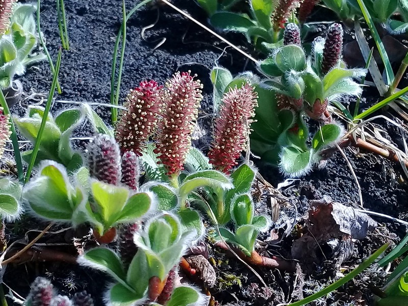 Salix reptans