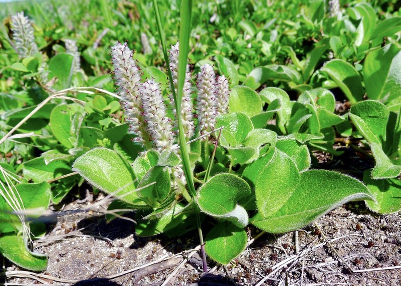 Salix reptans photo 2