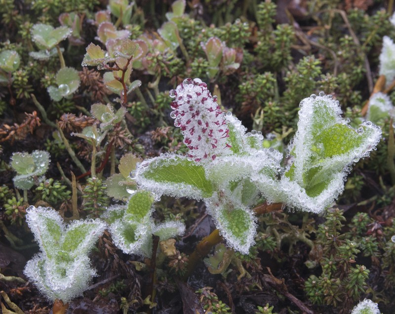 Salix reptans photo 3