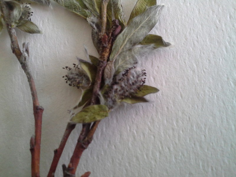 Salix reptans photo 4