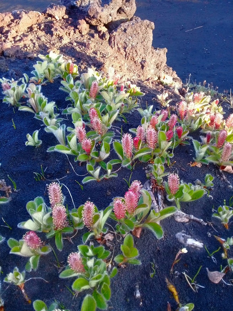 Salix reptans photo 5