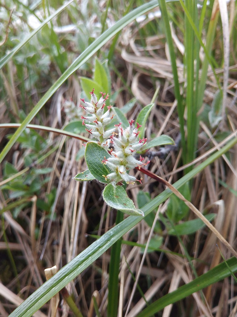 Salix reptans photo 6