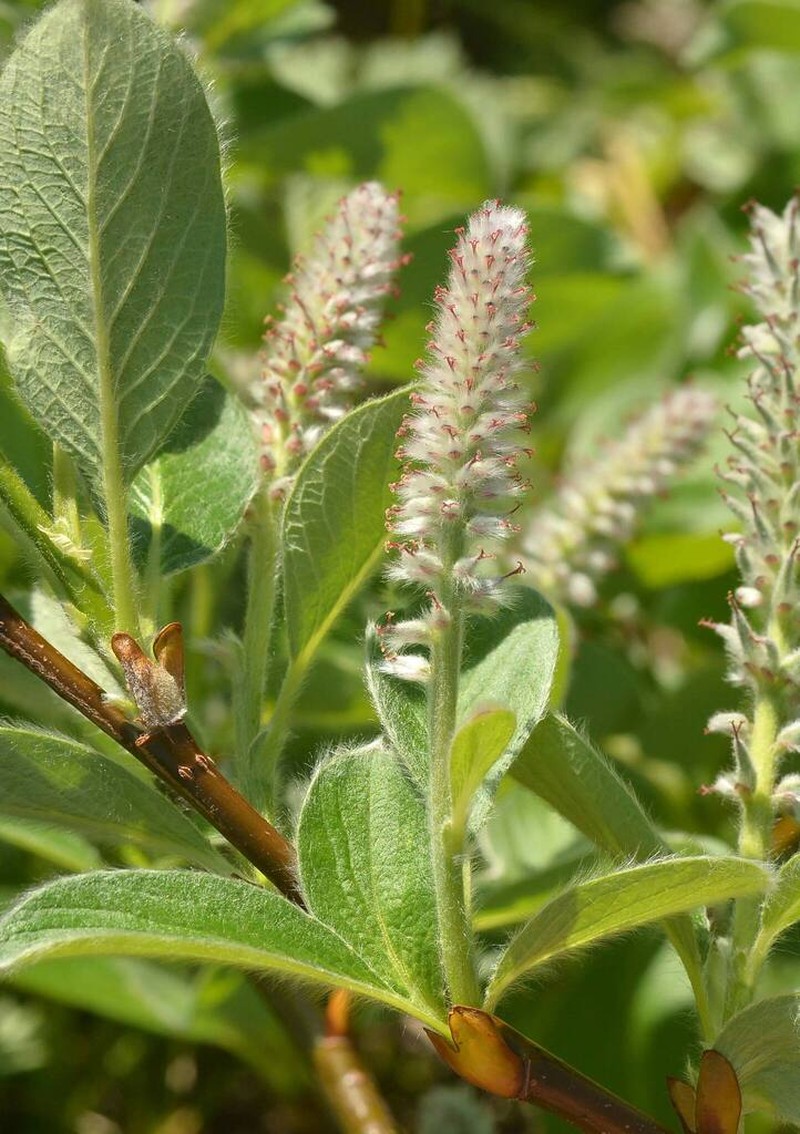 Salix reptans photo 7