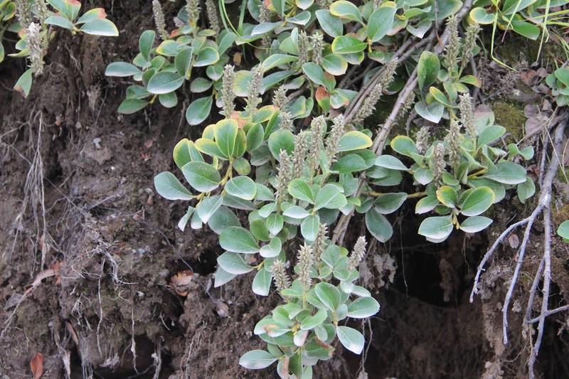 Salix reptans photo 8