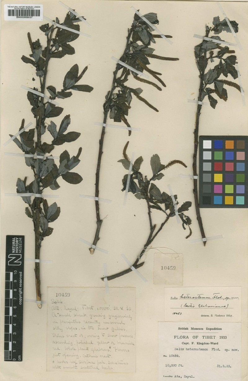 Salix resectoides