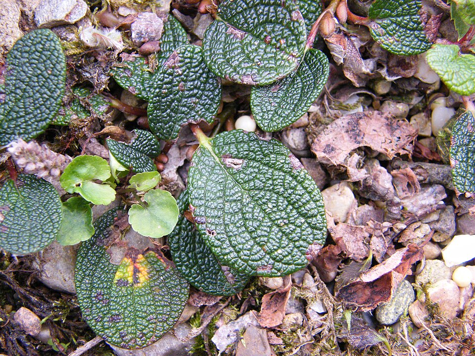 Netleaf Willow photo 5