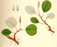 Netleaf Willow