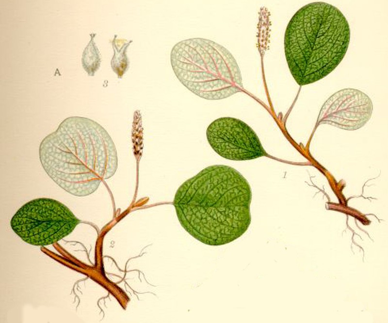 Netleaf Willow