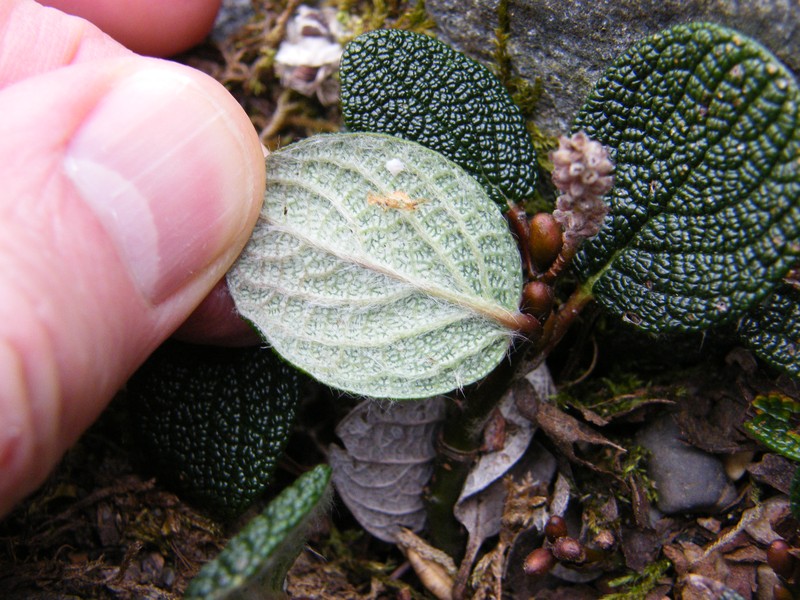 Netleaf Willow photo 6
