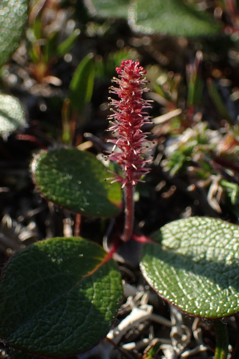 Netleaf Willow photo 7