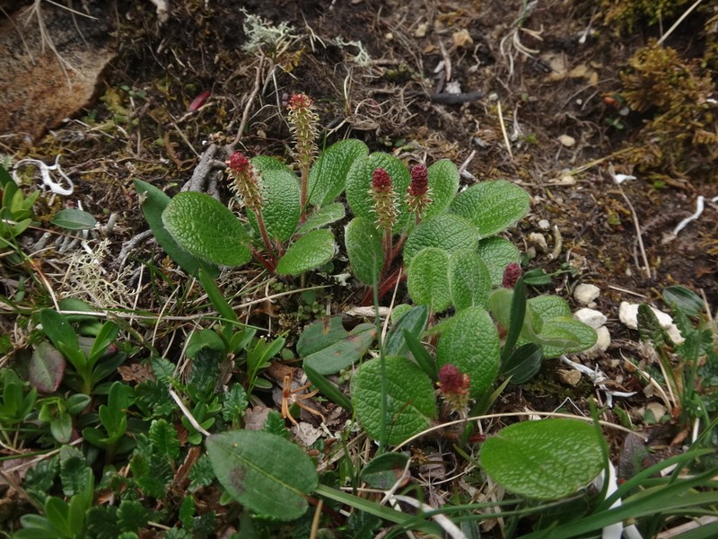 Netleaf Willow photo 8