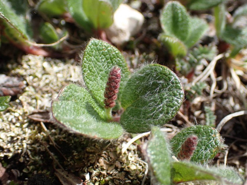 Netleaf Willow photo 9