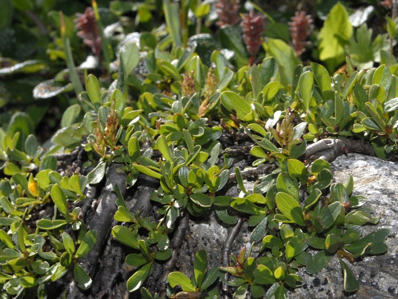 Salix retusa