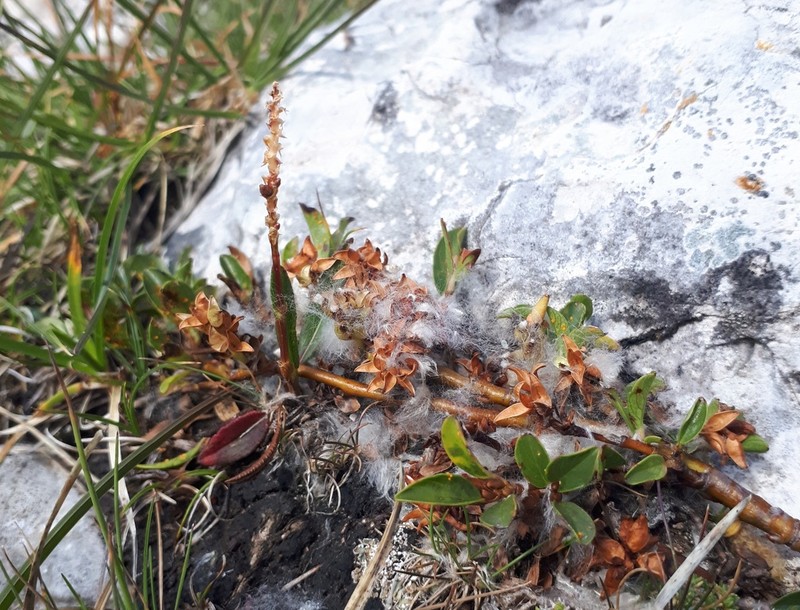 Salix retusa photo 2