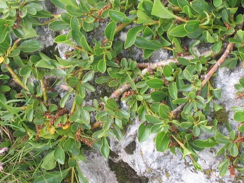 Salix retusa photo 3