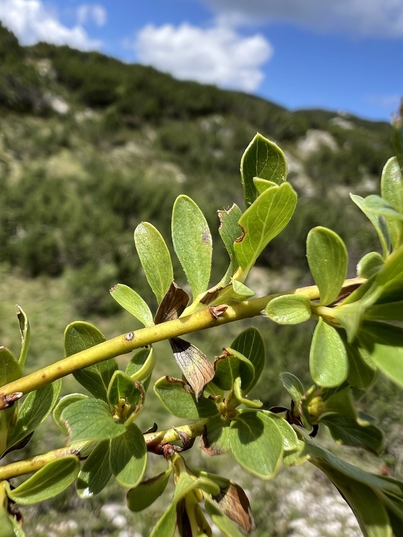 Salix retusa photo 6