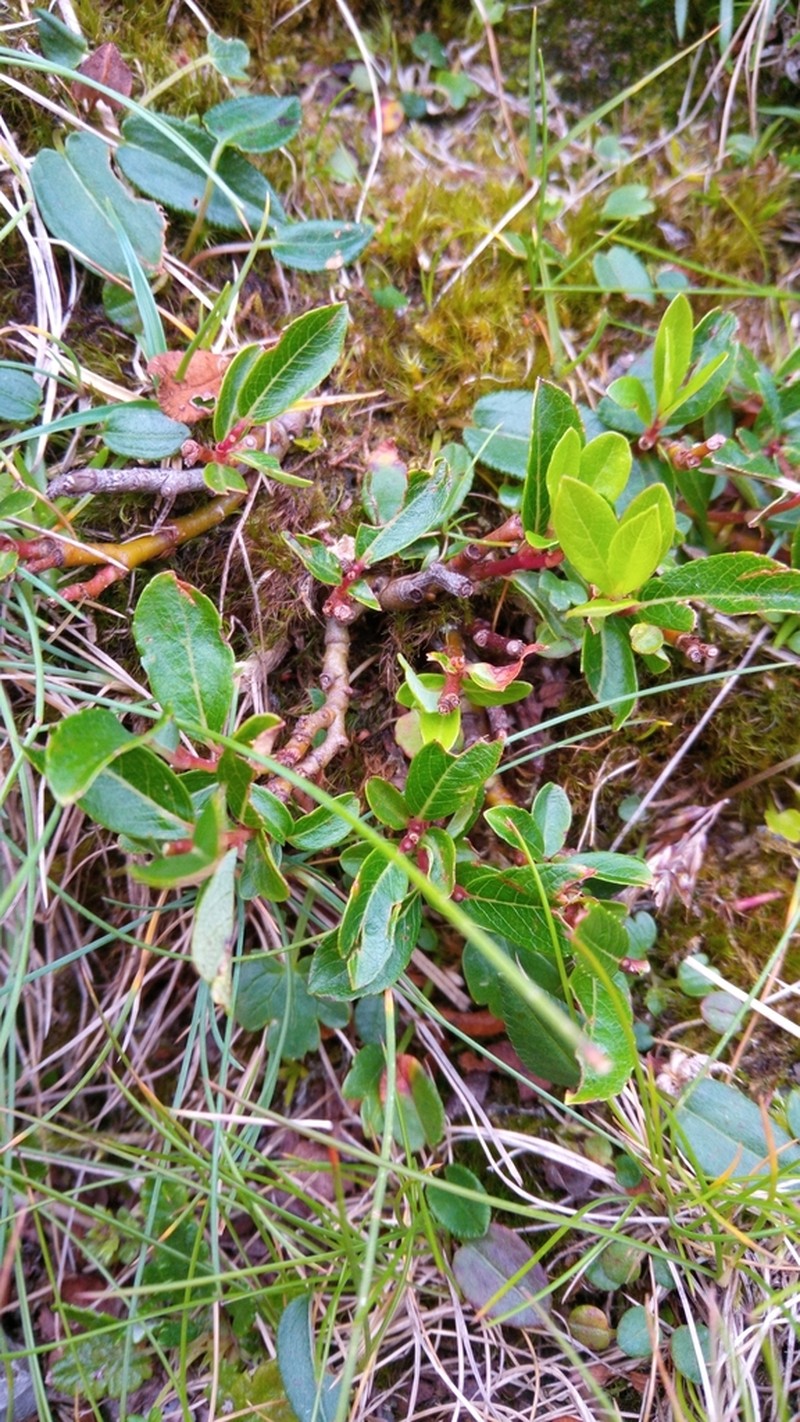 Salix retusa photo 7
