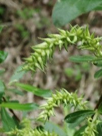 Salix rhamnifolia