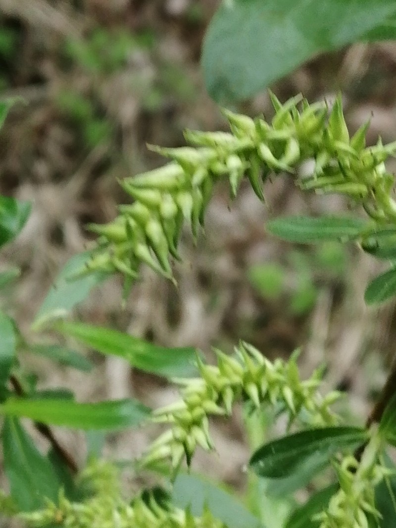 Salix rhamnifolia