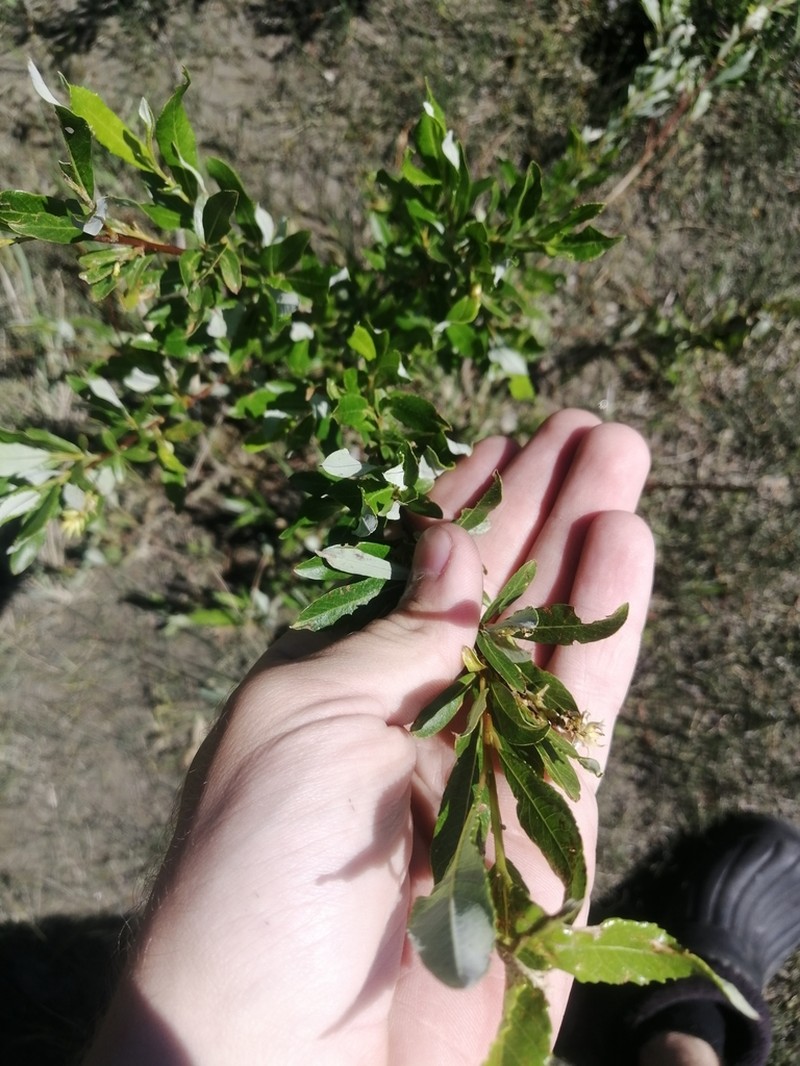 Salix rhamnifolia photo 2