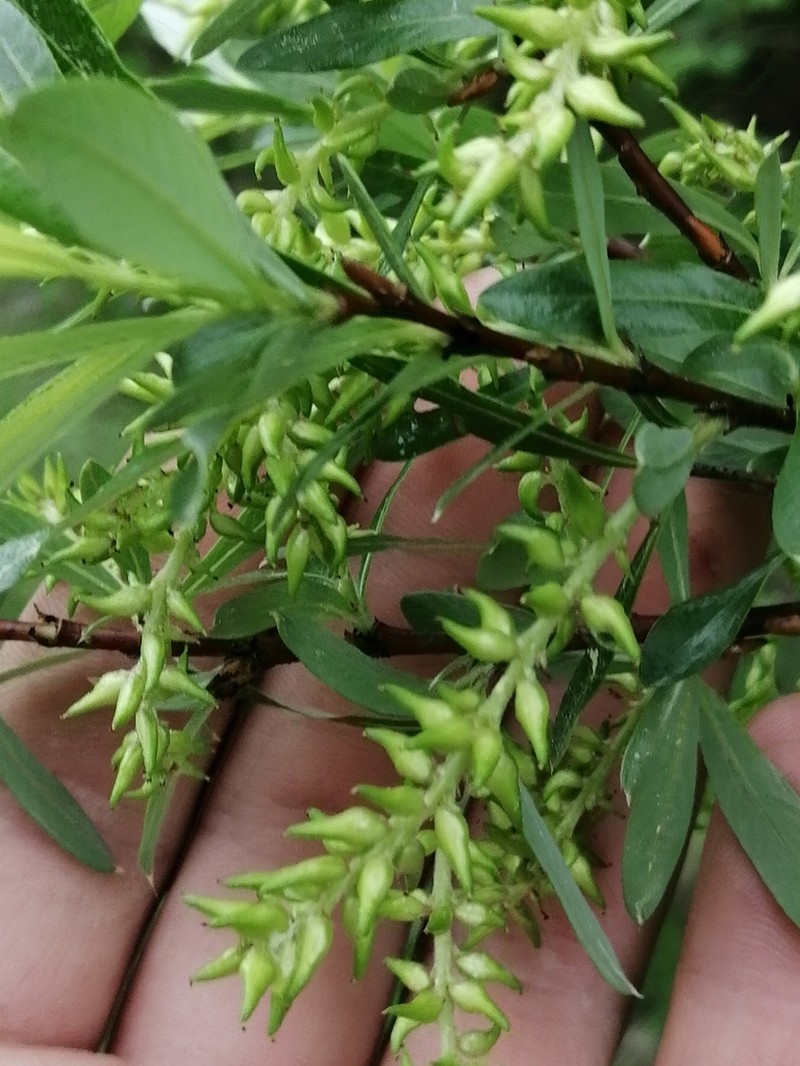 Salix rhamnifolia photo 3