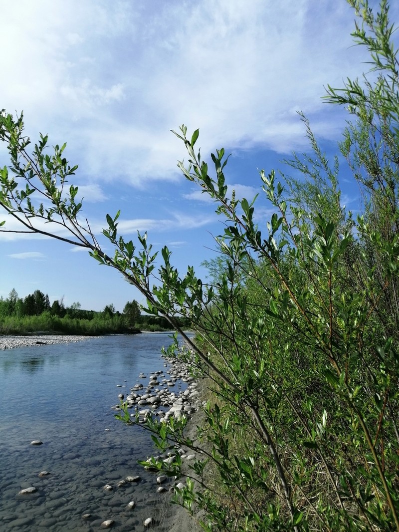 Salix rhamnifolia photo 5