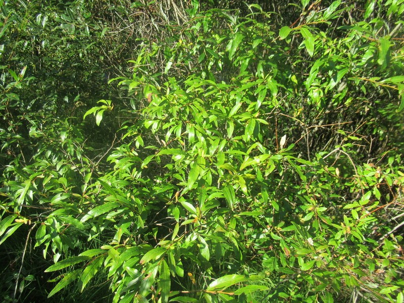 Salix rhamnifolia photo 6