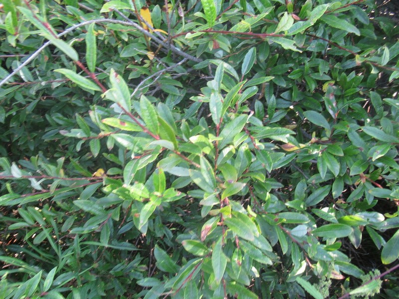 Salix rhamnifolia photo 7