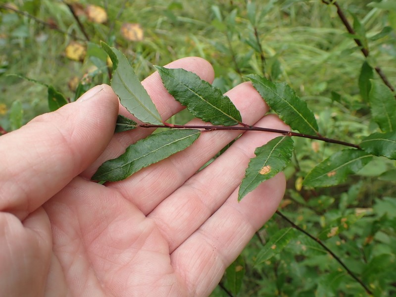 Salix rhamnifolia photo 8