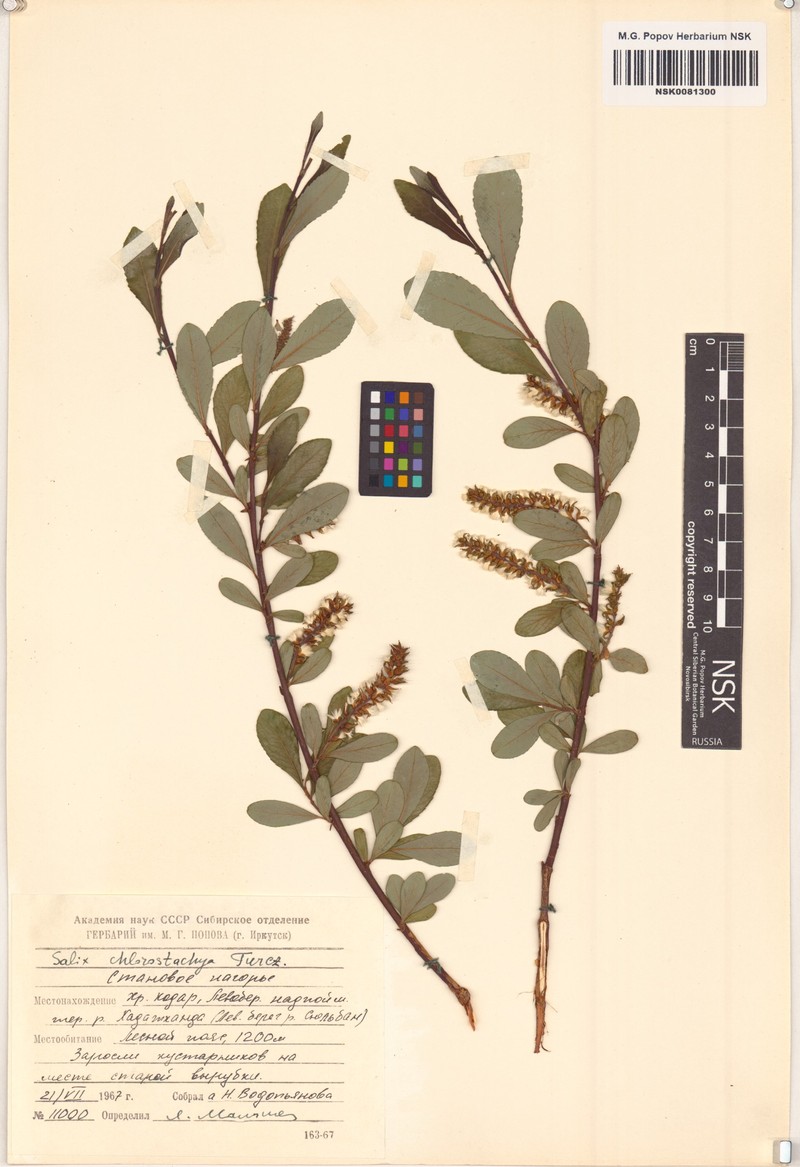 Salix rhamnifolia subsp. rhamnifolia