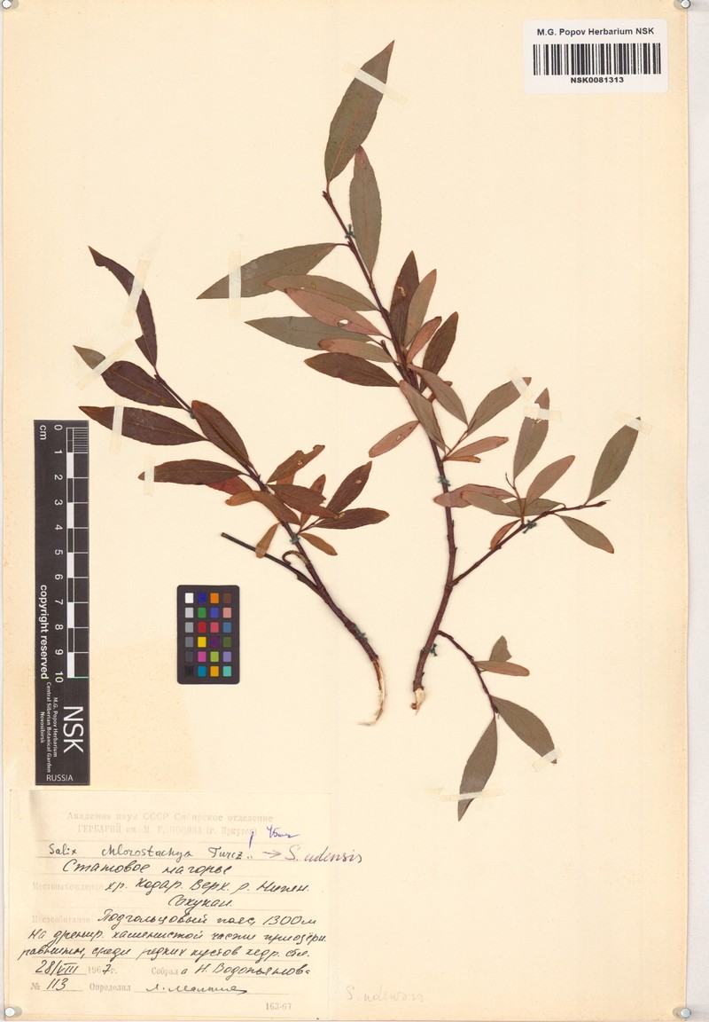 Salix rhamnifolia subsp. rhamnifolia photo 2