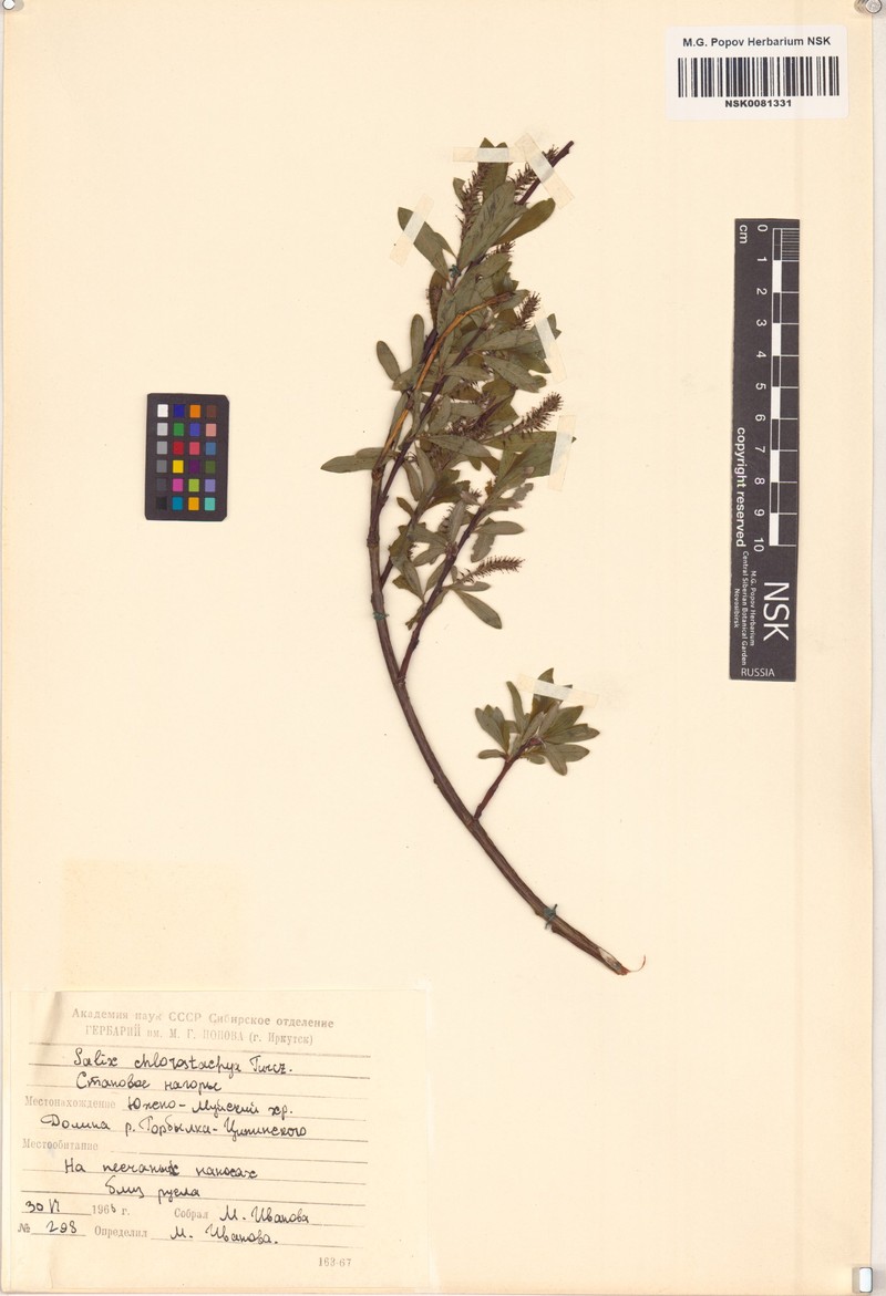 Salix rhamnifolia subsp. rhamnifolia photo 3