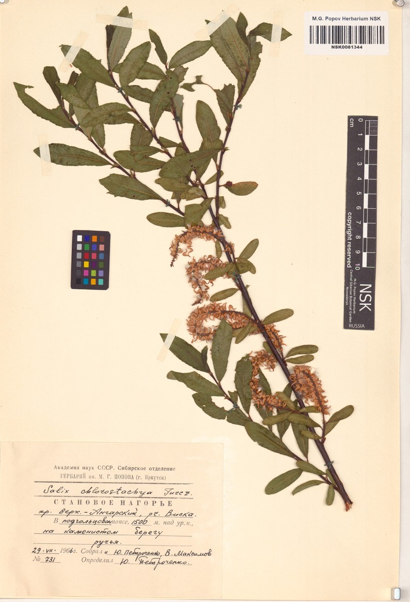 Salix rhamnifolia subsp. rhamnifolia photo 4