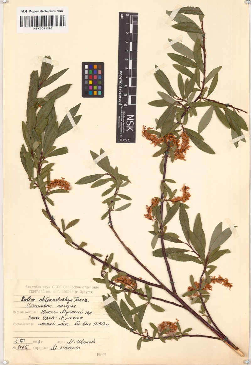 Salix rhamnifolia subsp. rhamnifolia photo 5